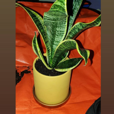 customer photo of Potted by Si