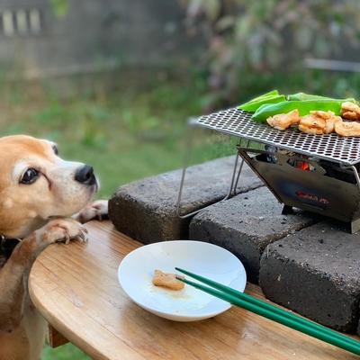 grilling and pups