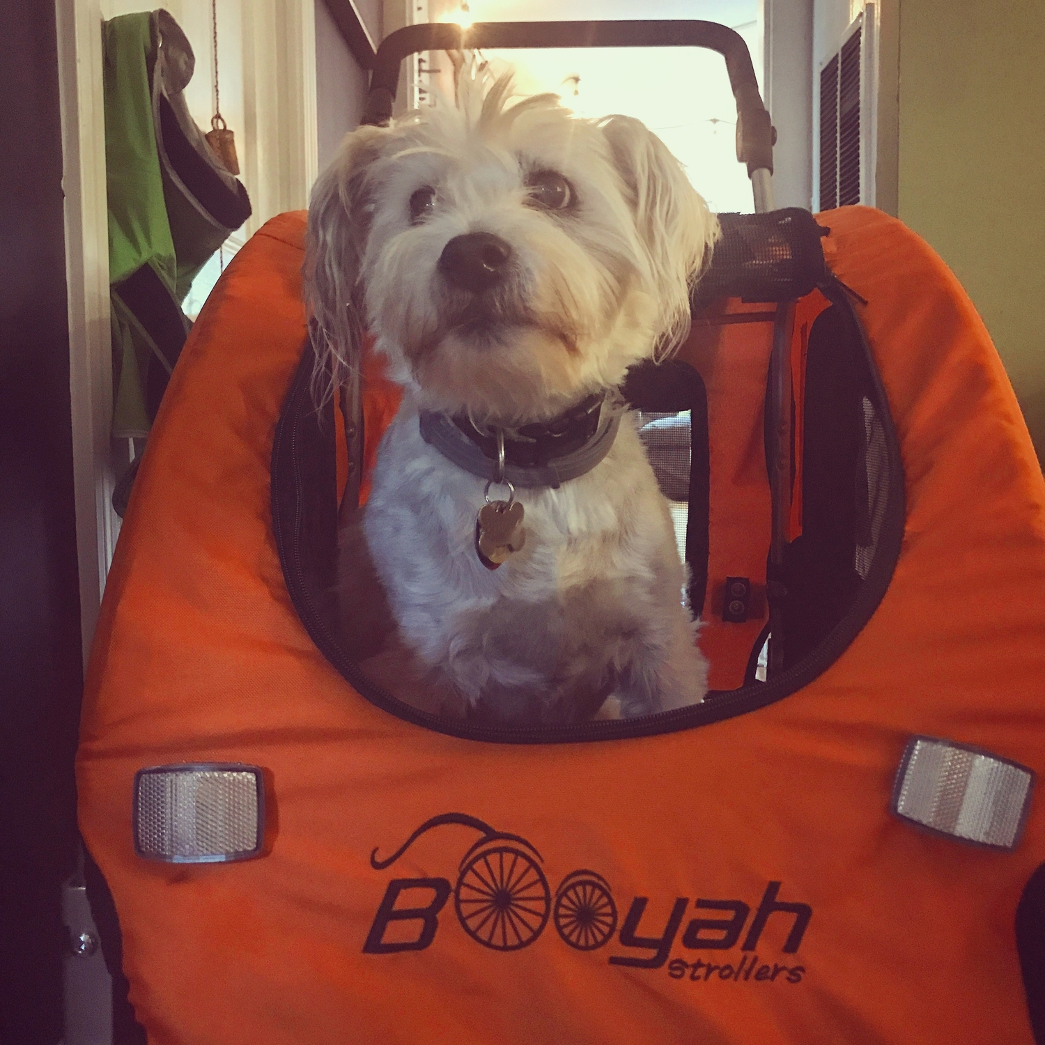 Medium Dog Stroller and Trailer Combo with Suspension Orange Booyah