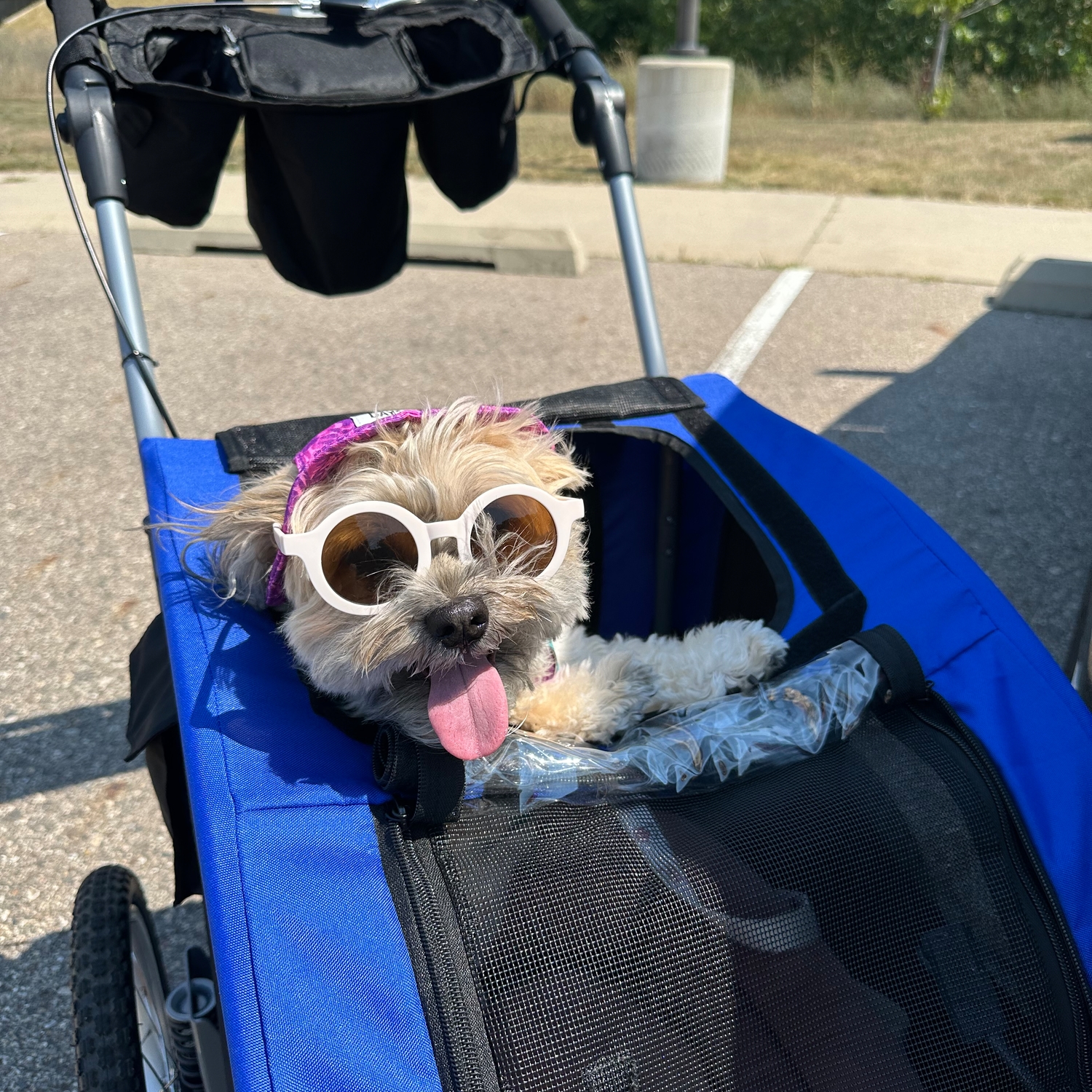 Booyah Strollers Pet Bike Trailer With Suspension Booyah Medium Dog Stroller  And