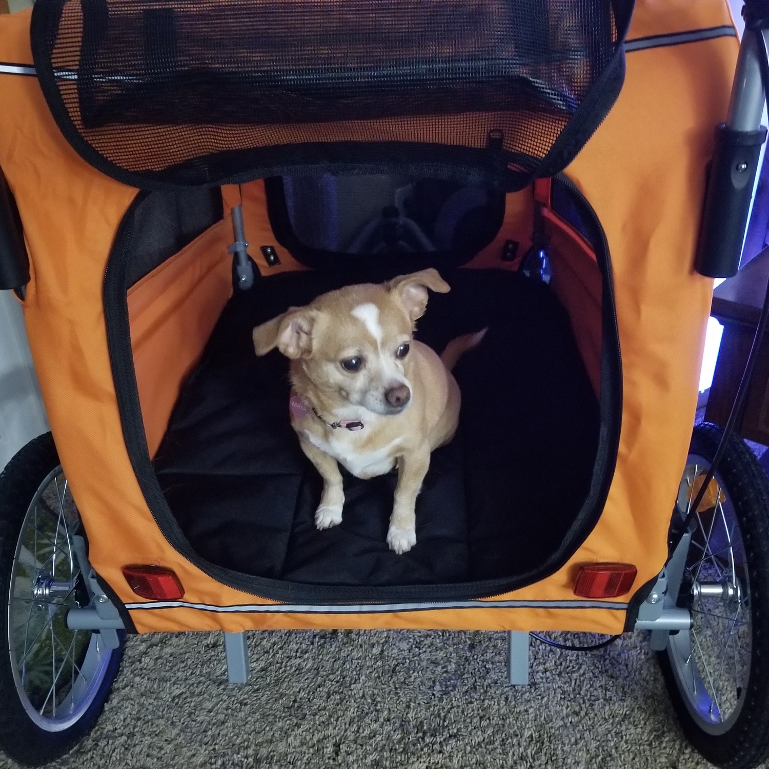 Extra Large Pet Dog Stroller and Bicycle Trailer with Suspension Ora