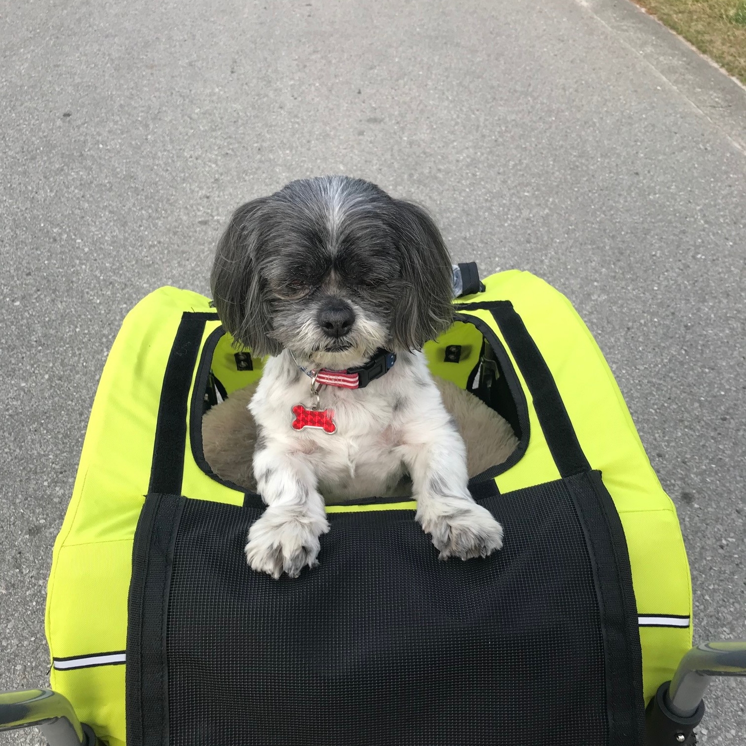 Booyah Medium Dog Stroller and Trailer Combo with Suspension Floresc