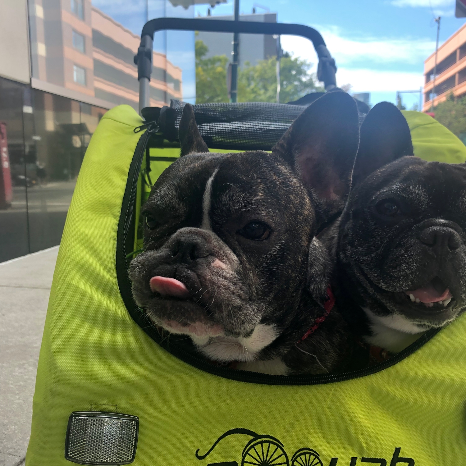 Baby and Pets Strollers and Bike Trailers Booyah Strollers