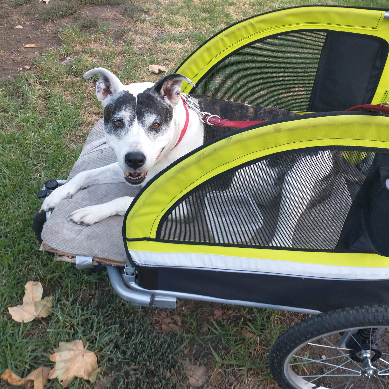 Baby and Pets Strollers and Bike Trailers Booyah Strollers