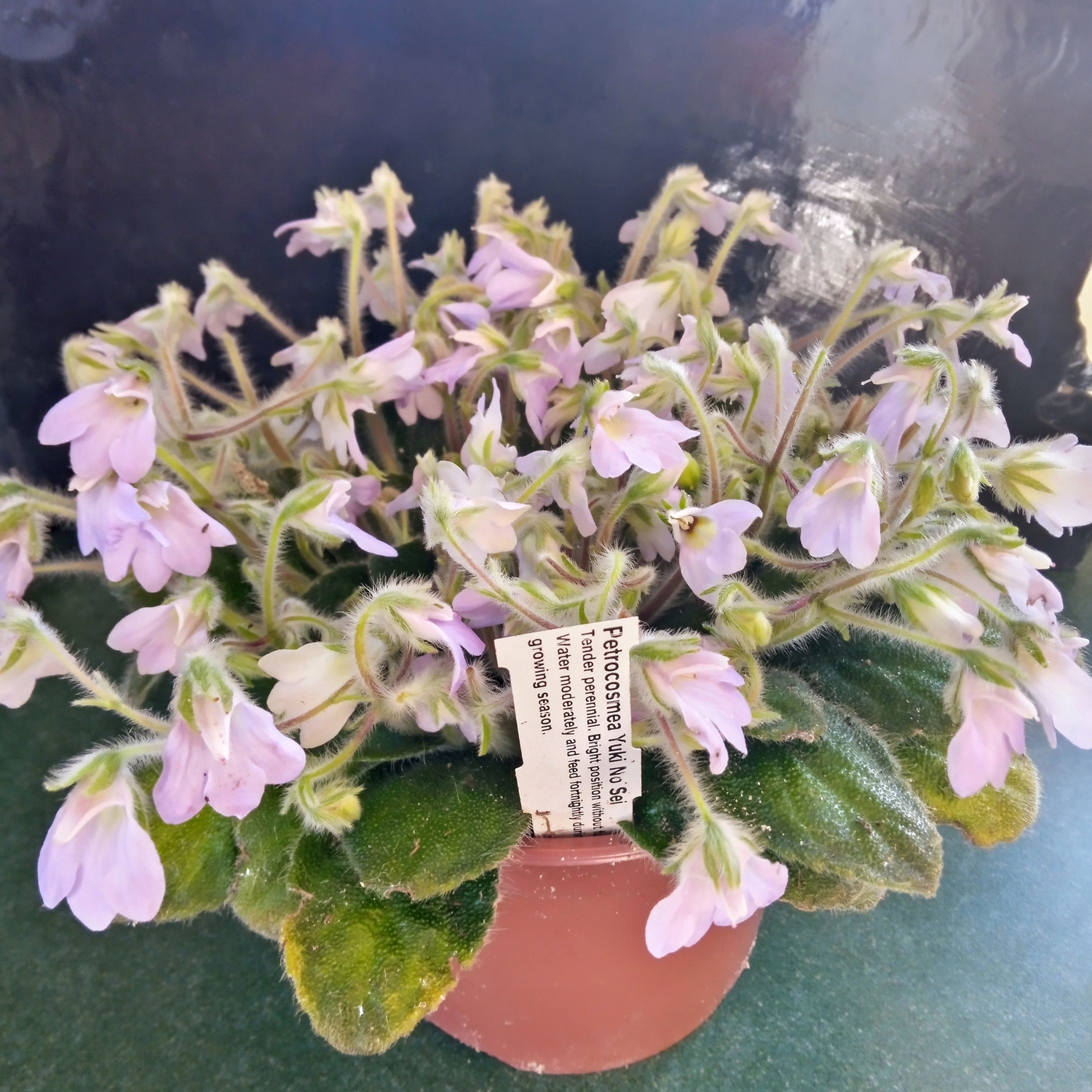 Dibleys Houseplants - Chelsea Gold Medal winners