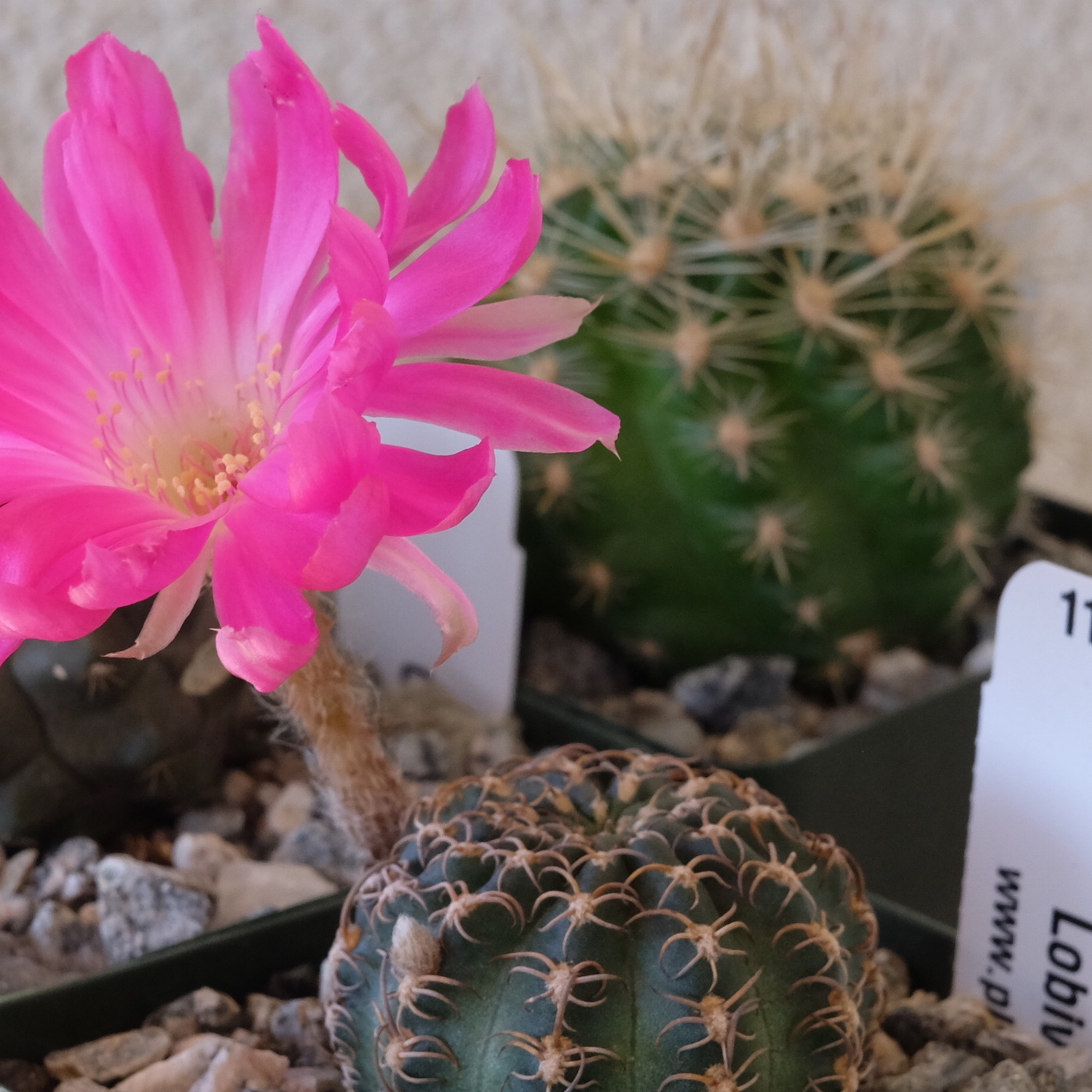 Desert Cactus And Succulent Plants For Sale