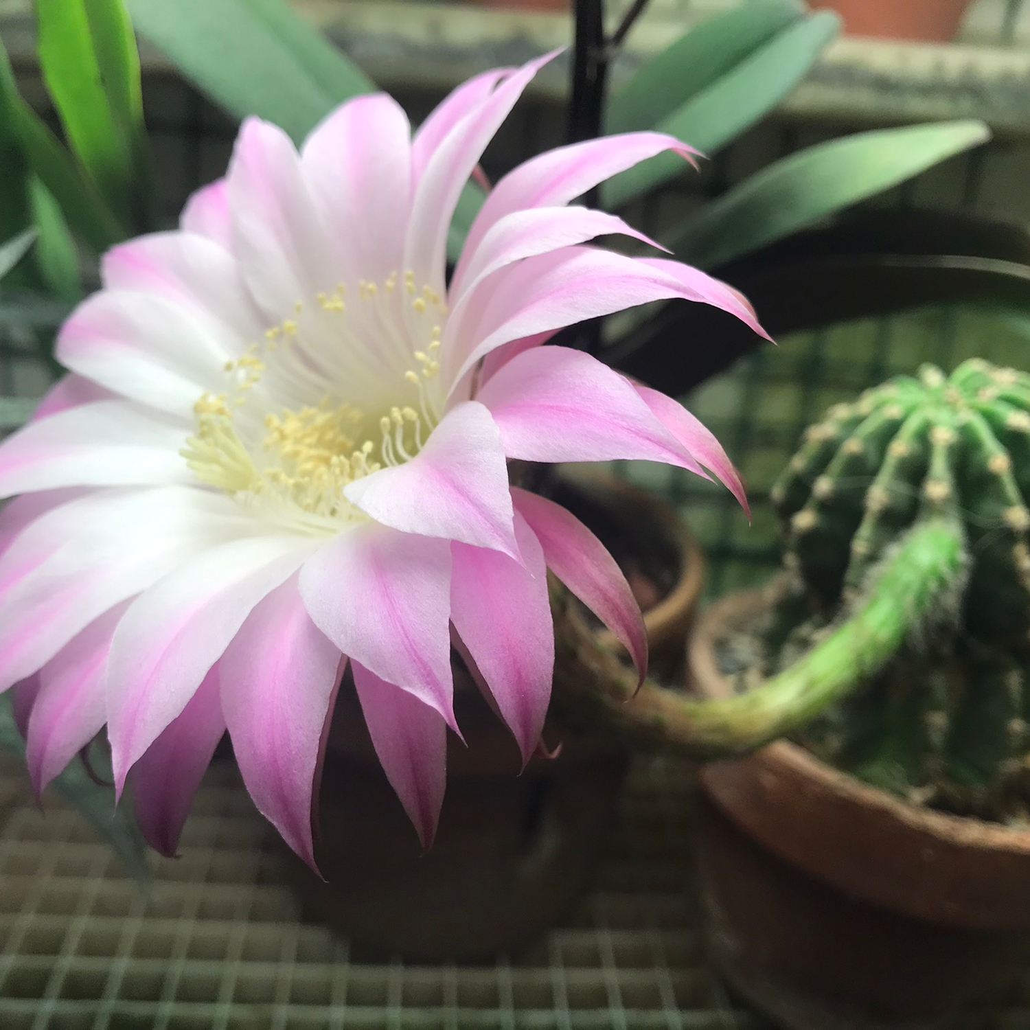 Echinobivia Hybrid Rainbow Bursts Desert
