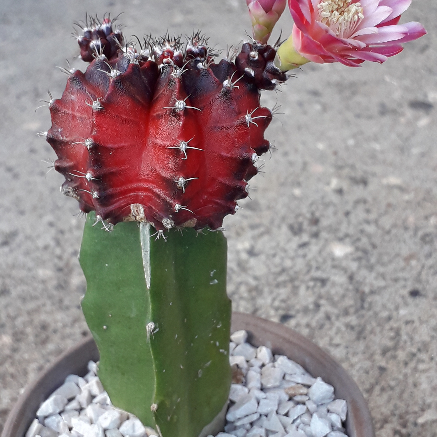 Grafted Purple Moon Cactus 'Gymnocalycium mihanovichii' Desert