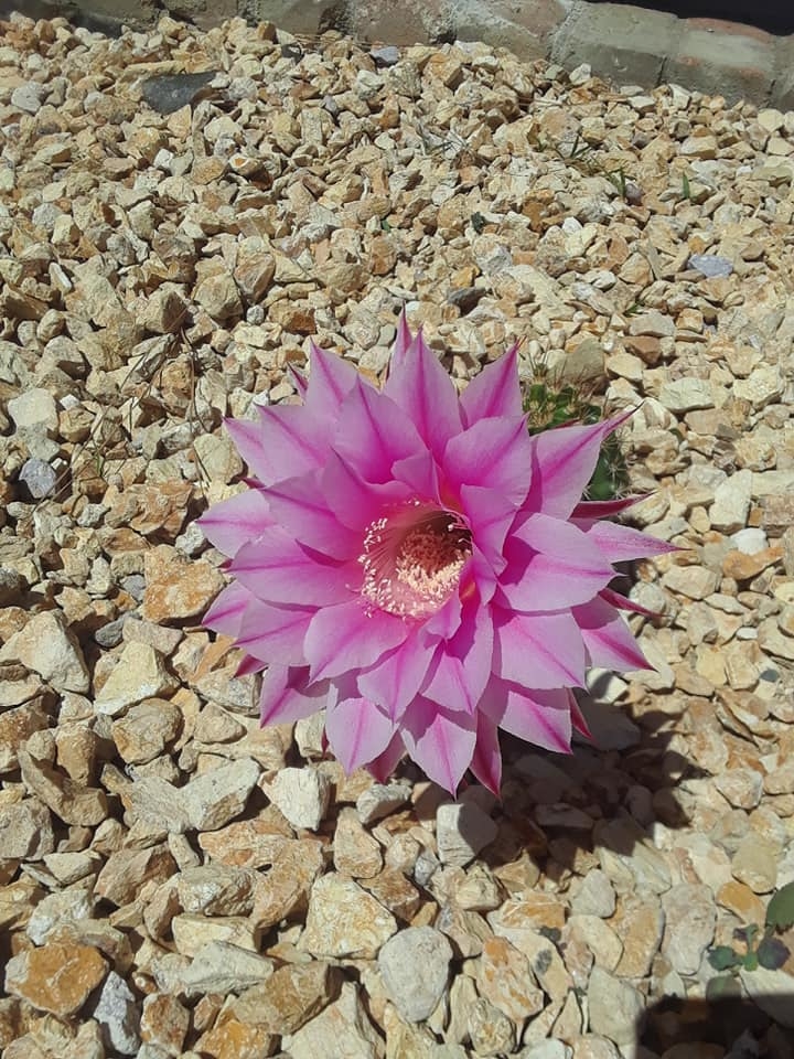 Echinobivia Hybrid Rainbow Bursts Desert